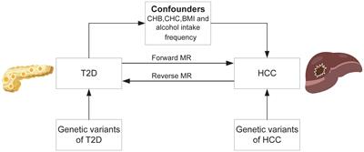 Inverse association between type 2 diabetes and hepatocellular carcinoma in East Asian populations